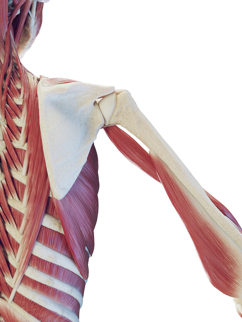 Male deep back muscles, illustration
