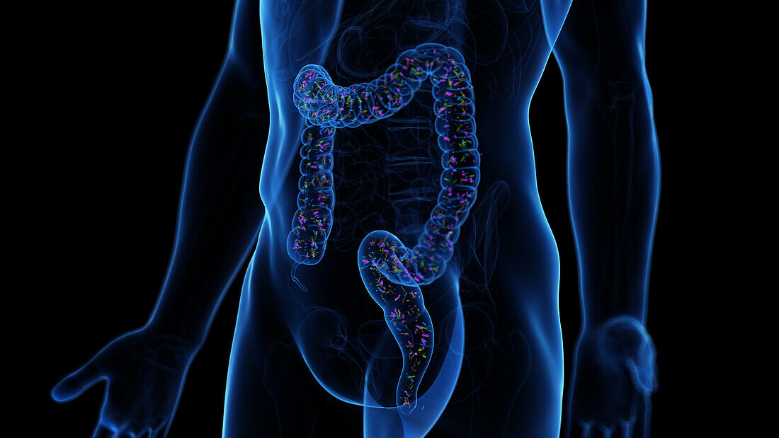 Microbiome of the colon, illustration