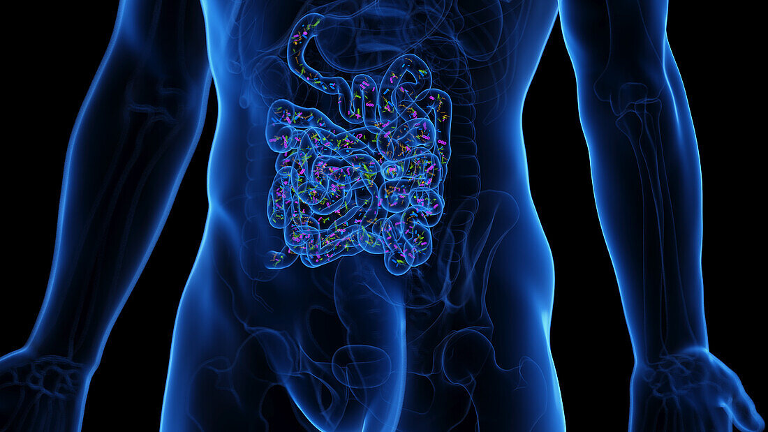 Microbiome of the small intestine, illustration