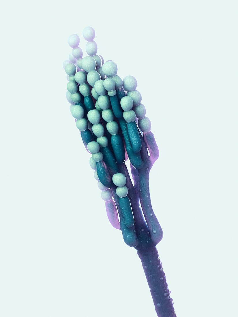 Penicillium fungus, illustration