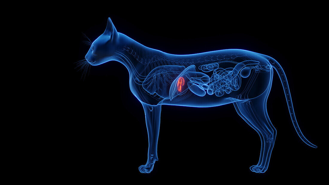 Cat's gallbladder, illustration