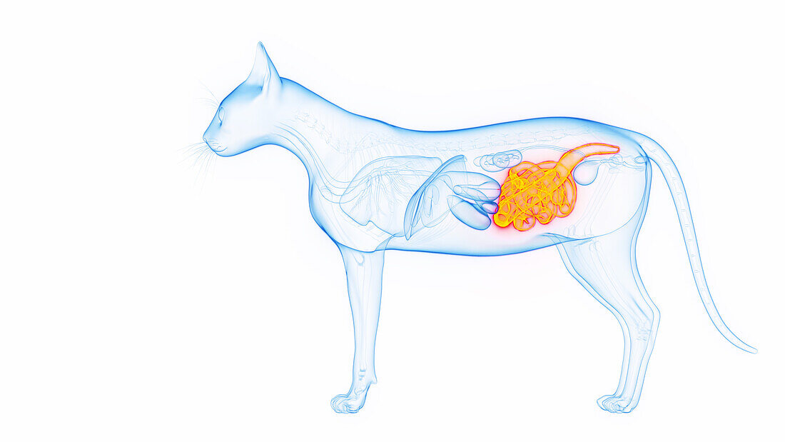 Intestines of a cat, illustration