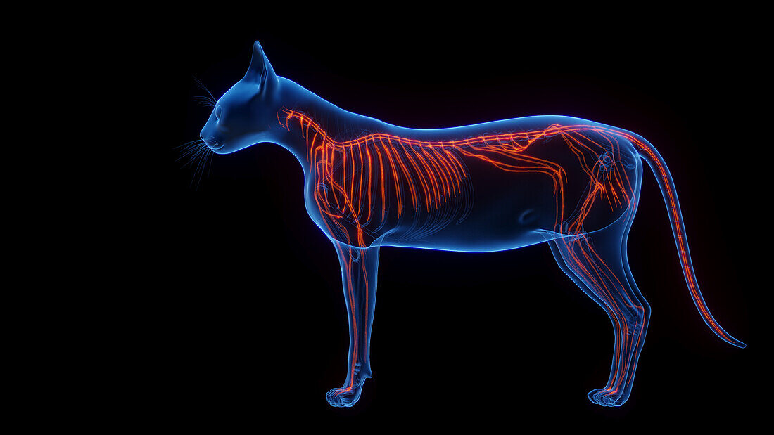 Cat's nervous system, illustration