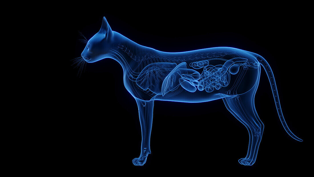 Internal organs of a cat, illustration