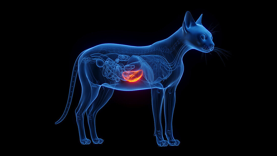 Cat's spleen, illustration