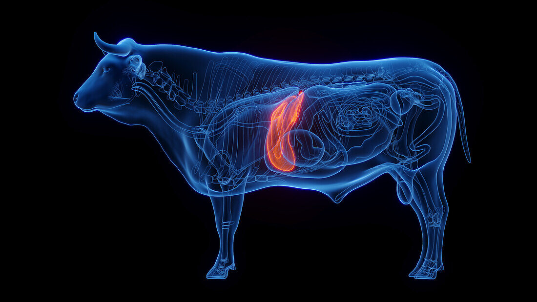 Cow's liver, illustration
