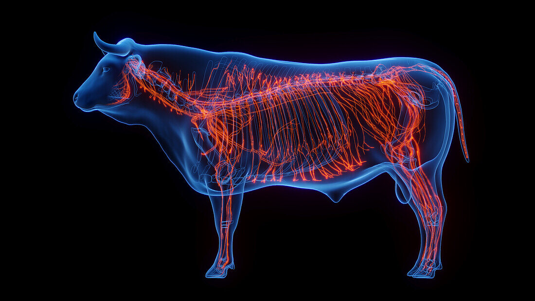 Cow's nervous system, illustration