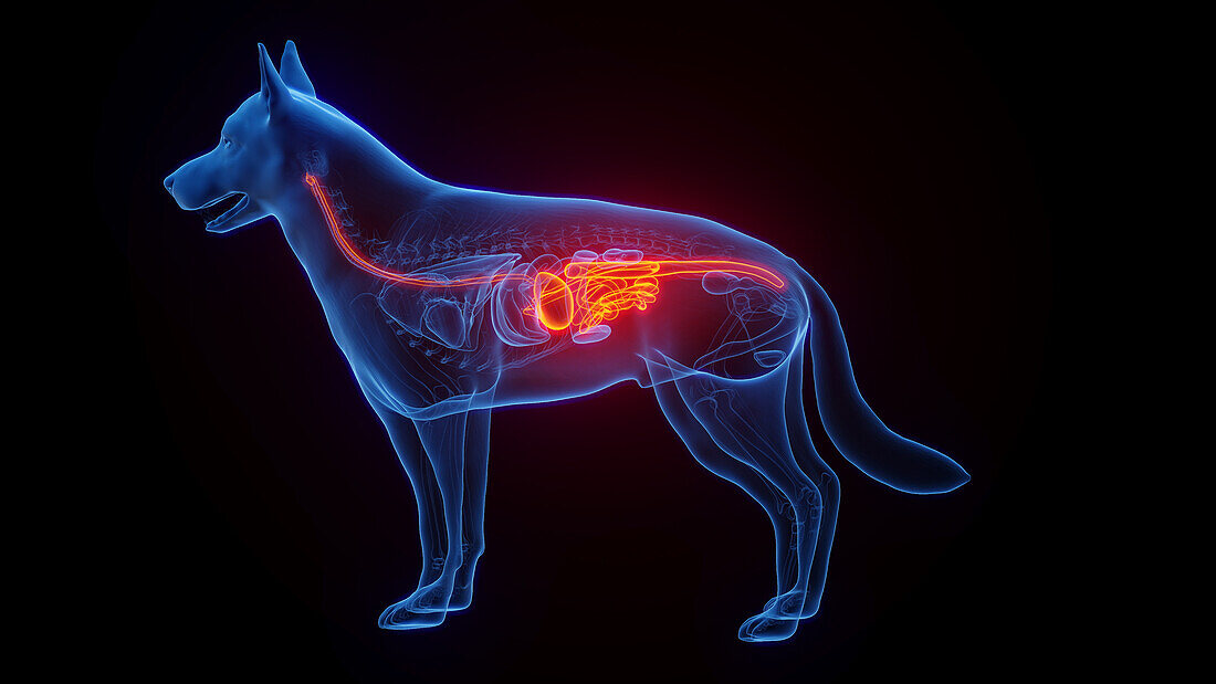 Dog's digestive tract, illustration