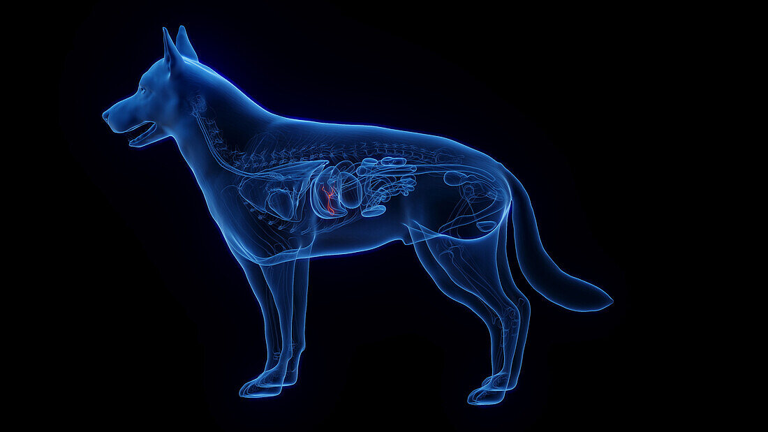 Dog's gallbladder, illustration