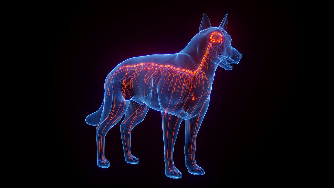Dog's nervous system, illustration