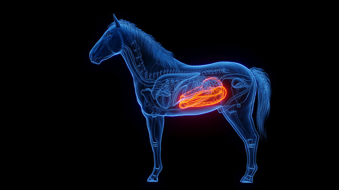Horse's large intestine, illustration