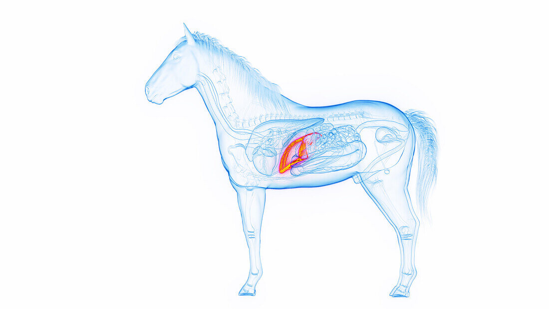 Horse's liver, illustration