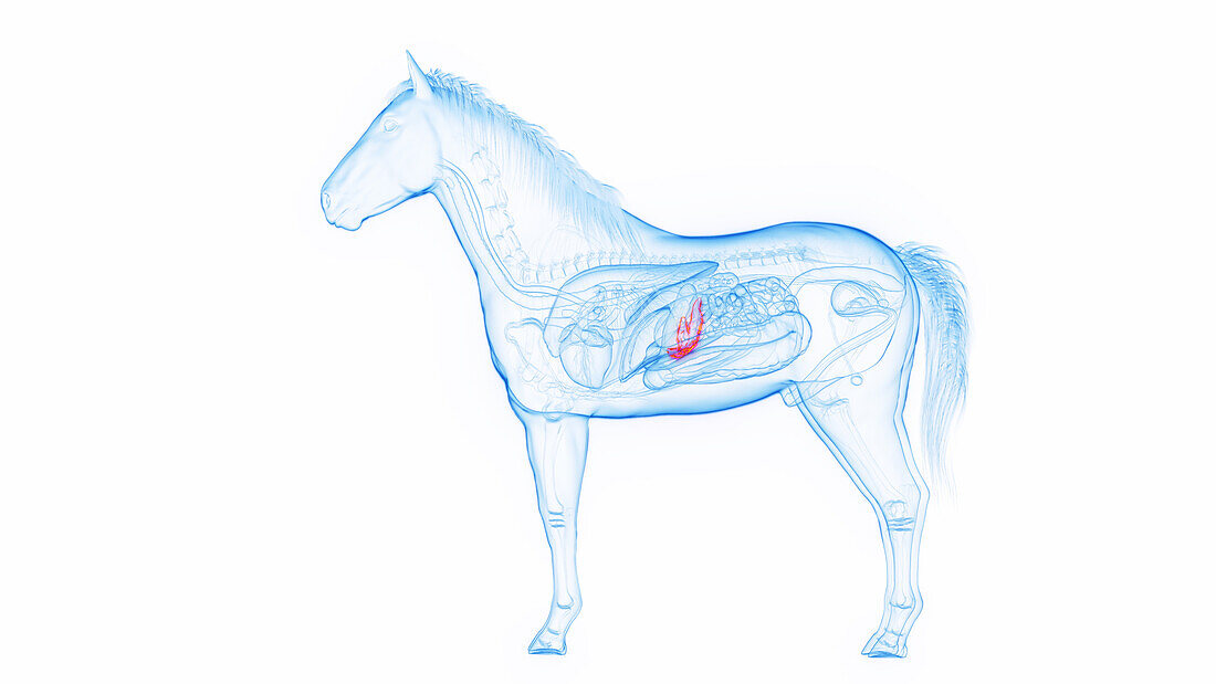 Horse's pancreas, illustration