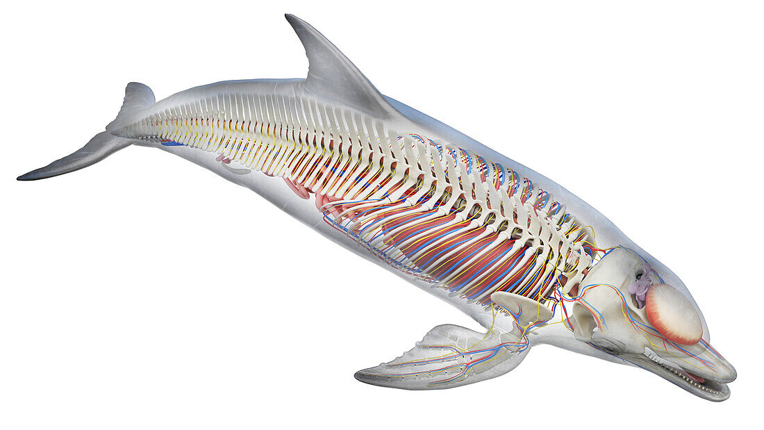 Dolphin's internal organs, illustration