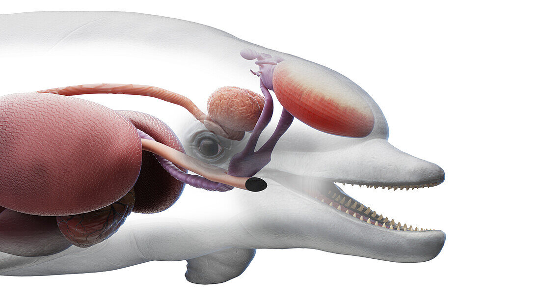 Dolphin's internal organs of the h, illustration