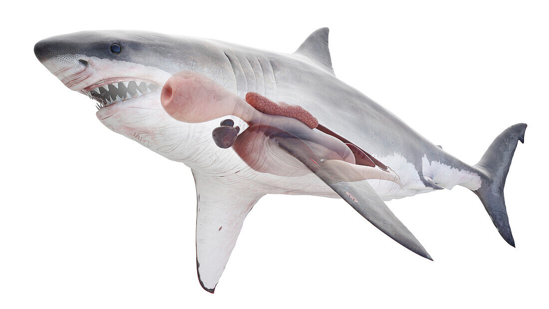 Shark's internal organs, illustration