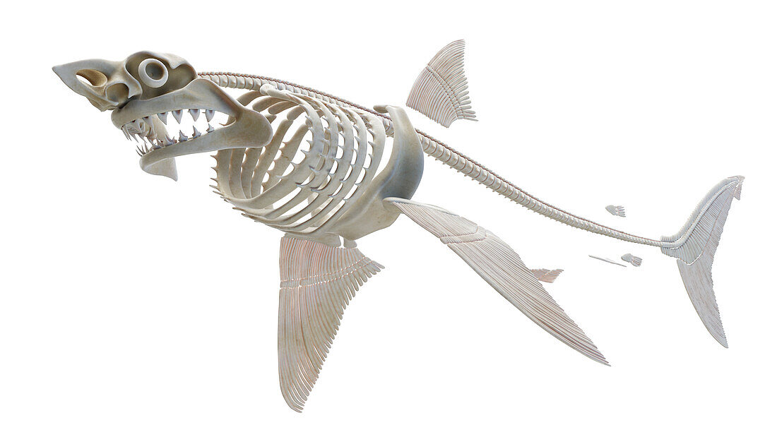 Shark's skeleton, illustration