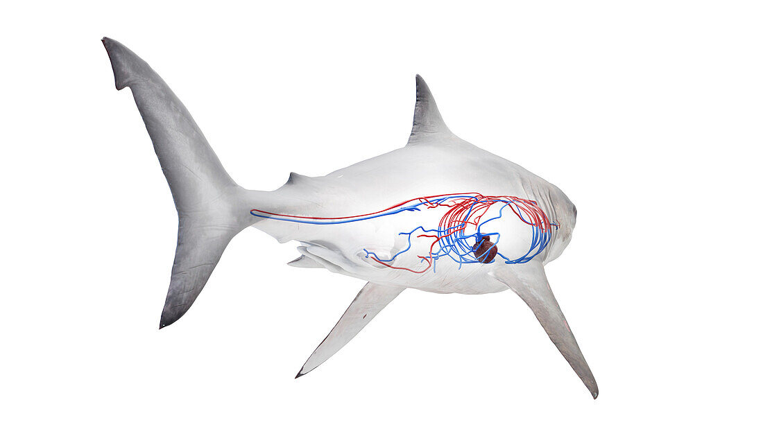 Shark's cardiovascular system, illustration
