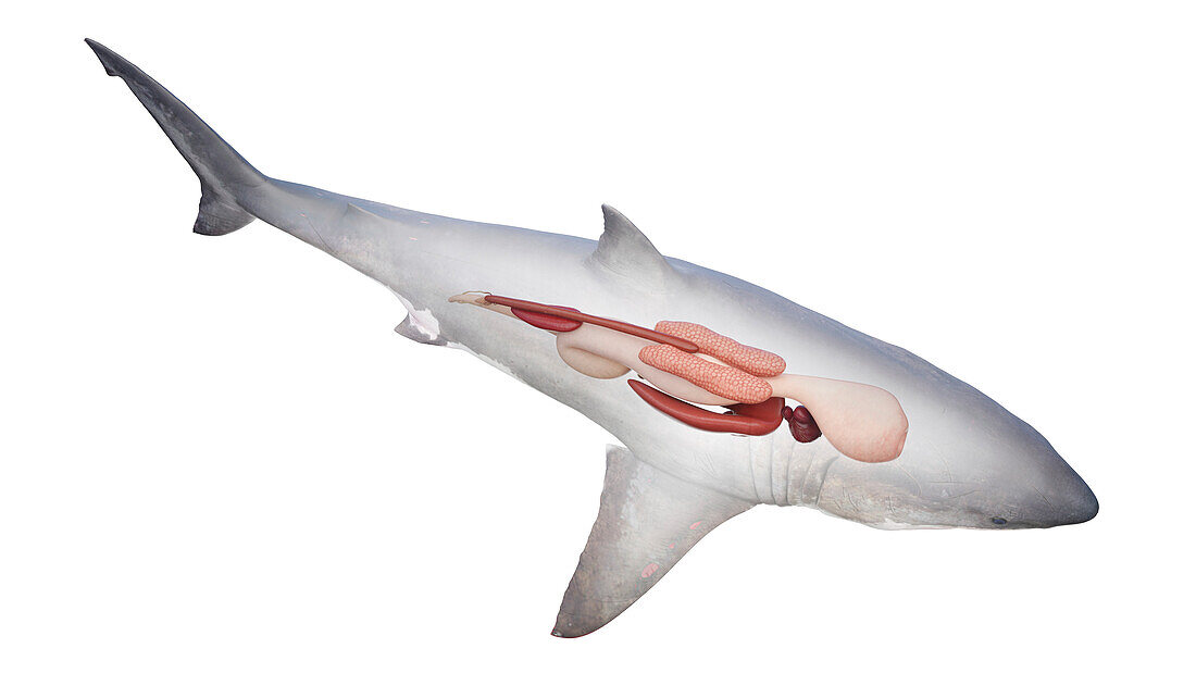 Shark's internal organs, illustration