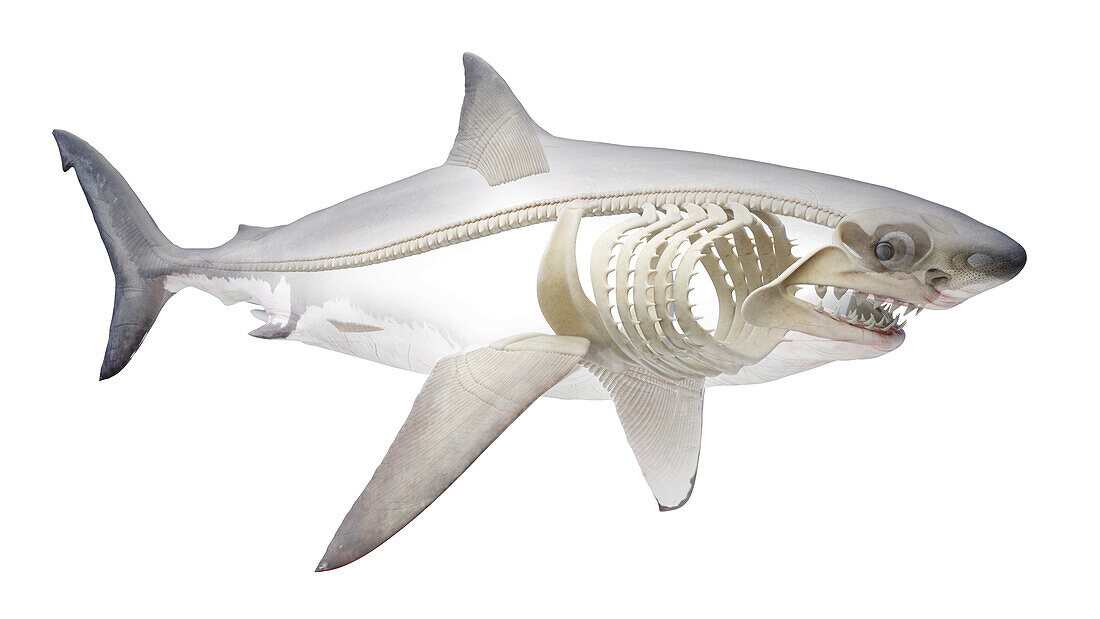 Shark's skeletal system, illustration