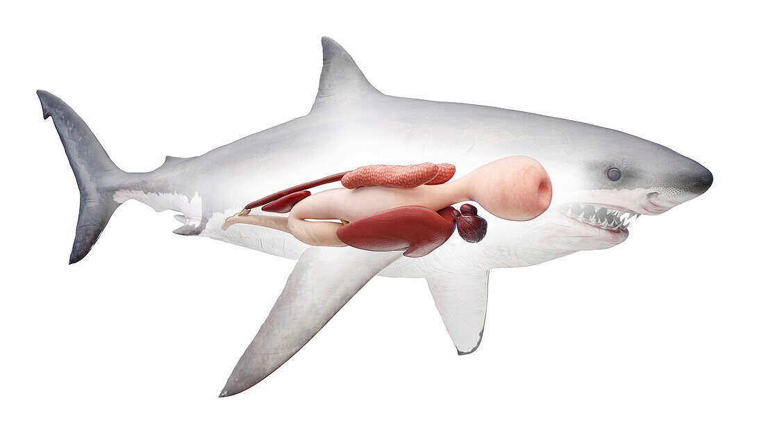 Shark's internal organs, illustration