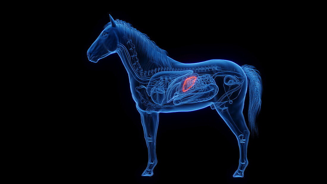 Horse's spleen, illustration