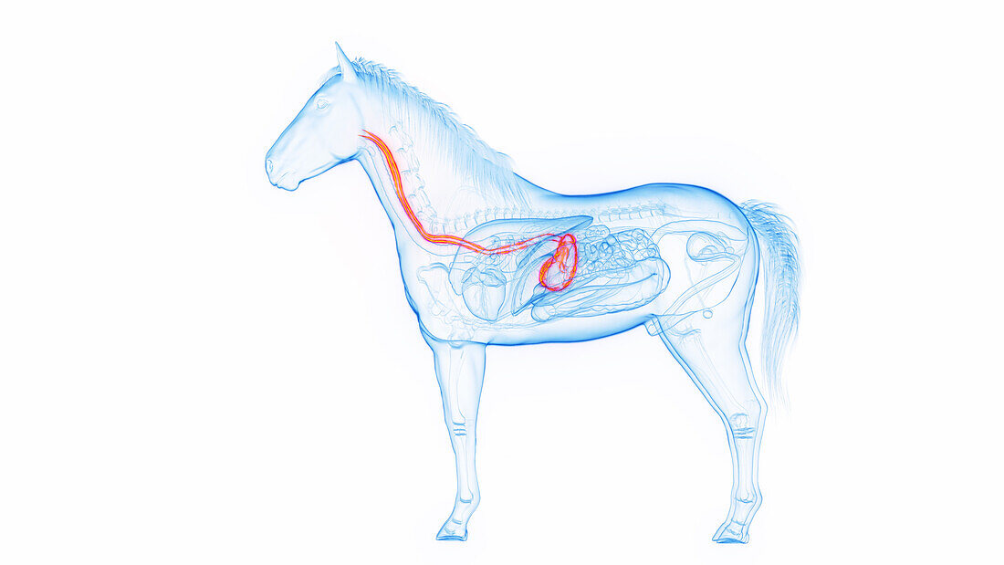 Horse's stomach and esophagus, illustration