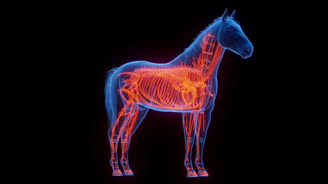 Horse's vascular system, illustration