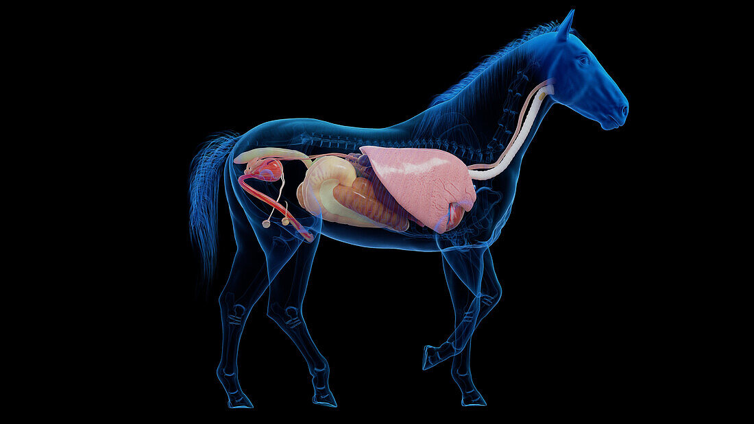 Horse's internal organs, illustration