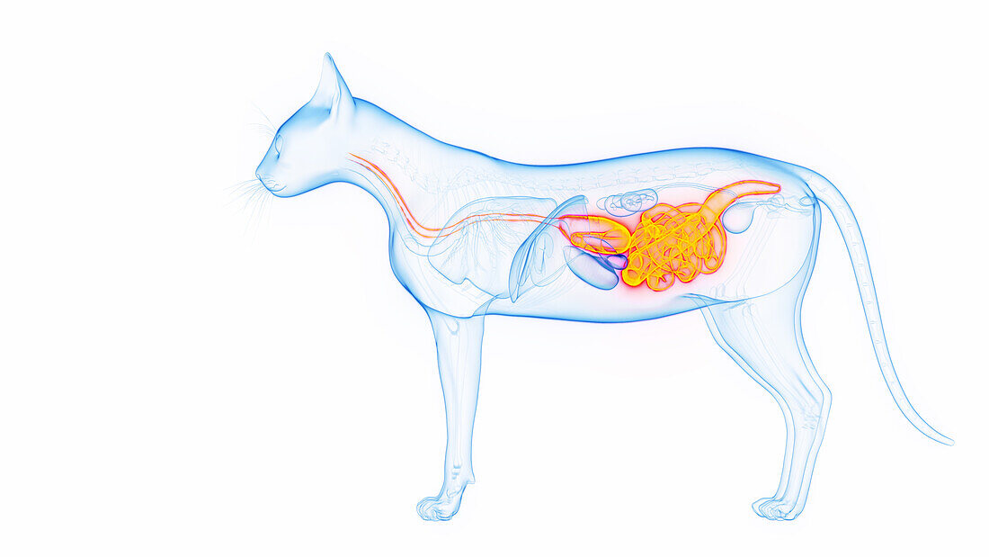 Cat's digestive system, illustration