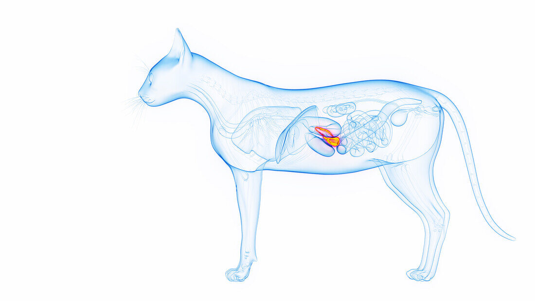 Pancreas of a cat, illustration