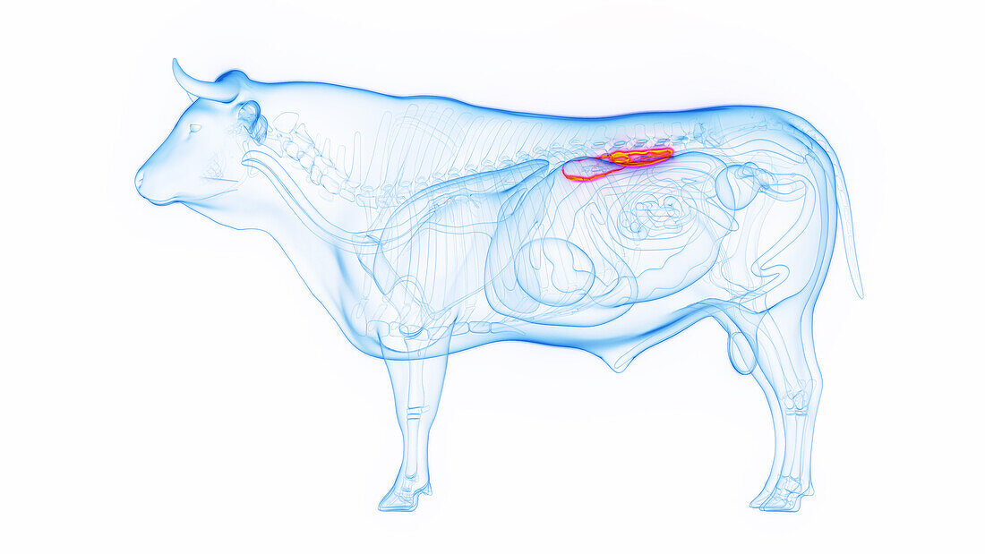 Cow's kidneys, illustration