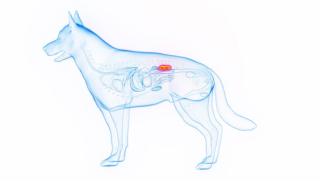 Dog's kidneys, illustration