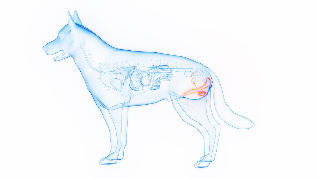 Male reproductive organs of a dog, illustration