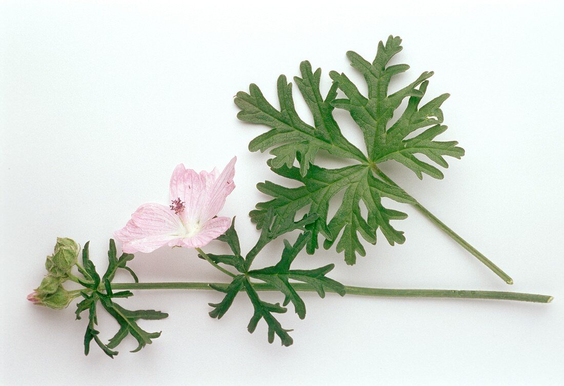 Moschusmalve, Blüte & Blätter (lat. Malva moschata)