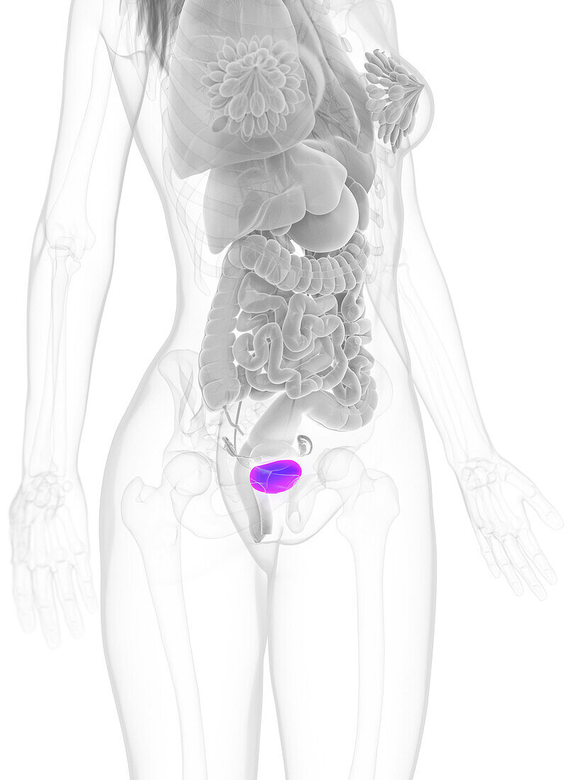 Female bladder, illustration