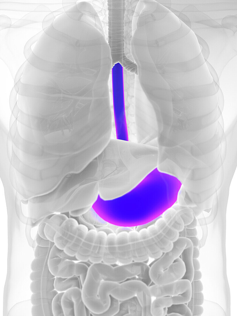 Male stomach, illustration