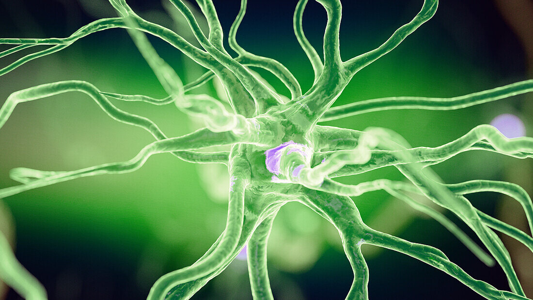 Human nerve cell, illustration