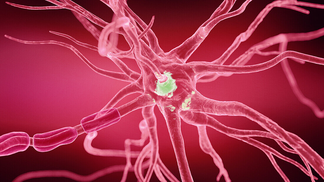 Human nerve cell, illustration