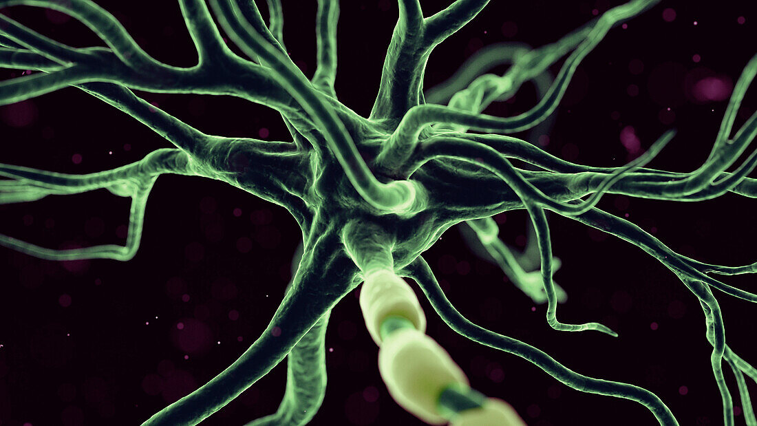 Human nerve cell, illustration