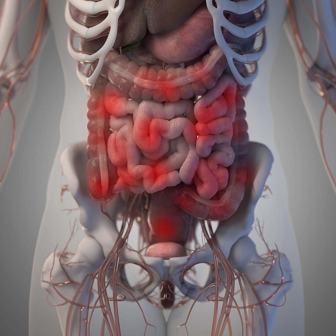 Abdominal organs, illustration