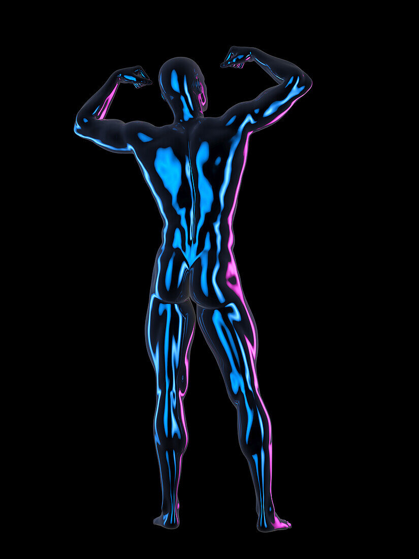 Muscular male body, illustration