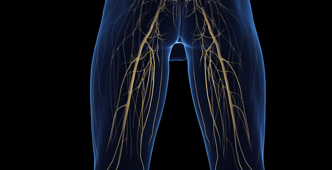 Male leg nerves, illustration
