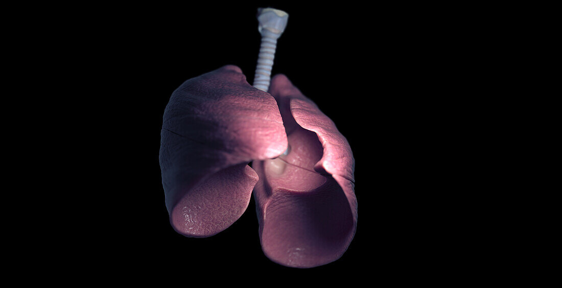 Respiratory system, illustration