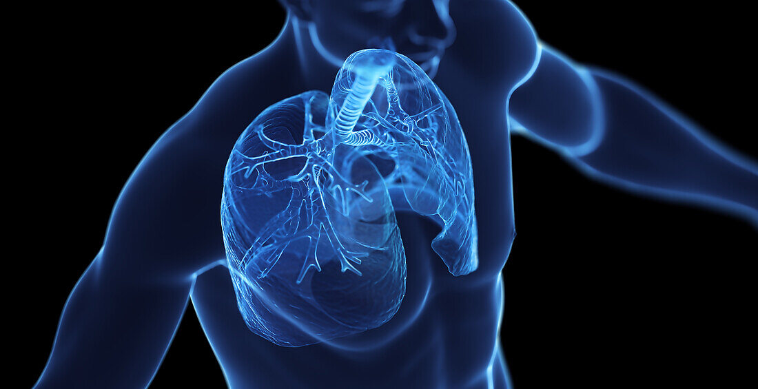 Male respiratory system, illustration