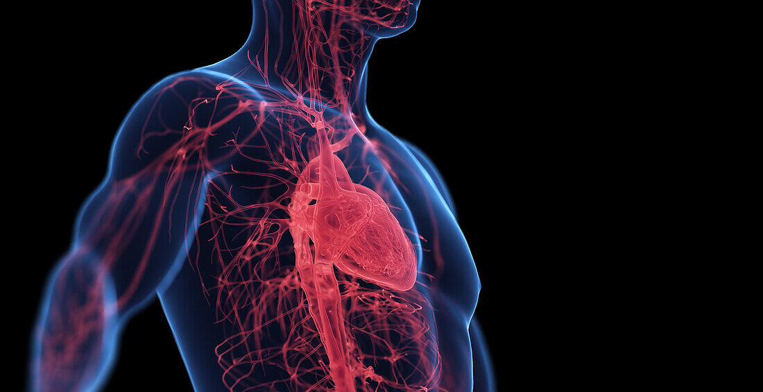 Male cardiovascular system, illustration