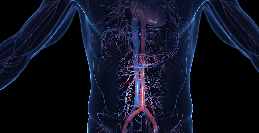 Male abdominal cardiovascular system, illustration