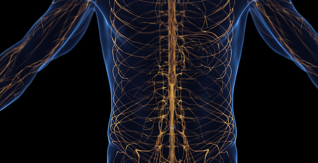 Male abdominal nervous system, illustration