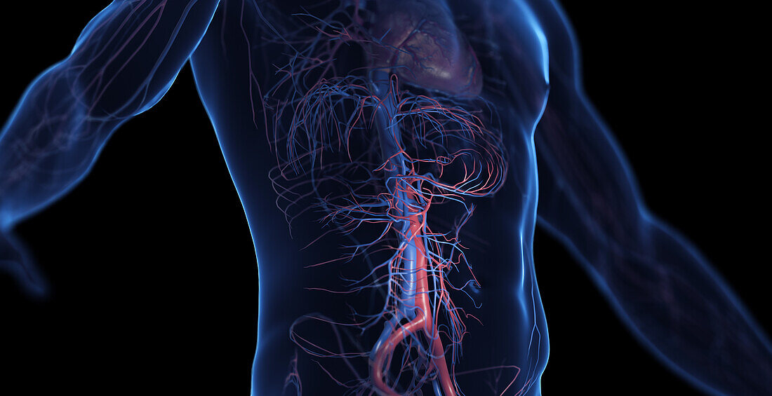 Male abdominal cardiovascular system, illustration