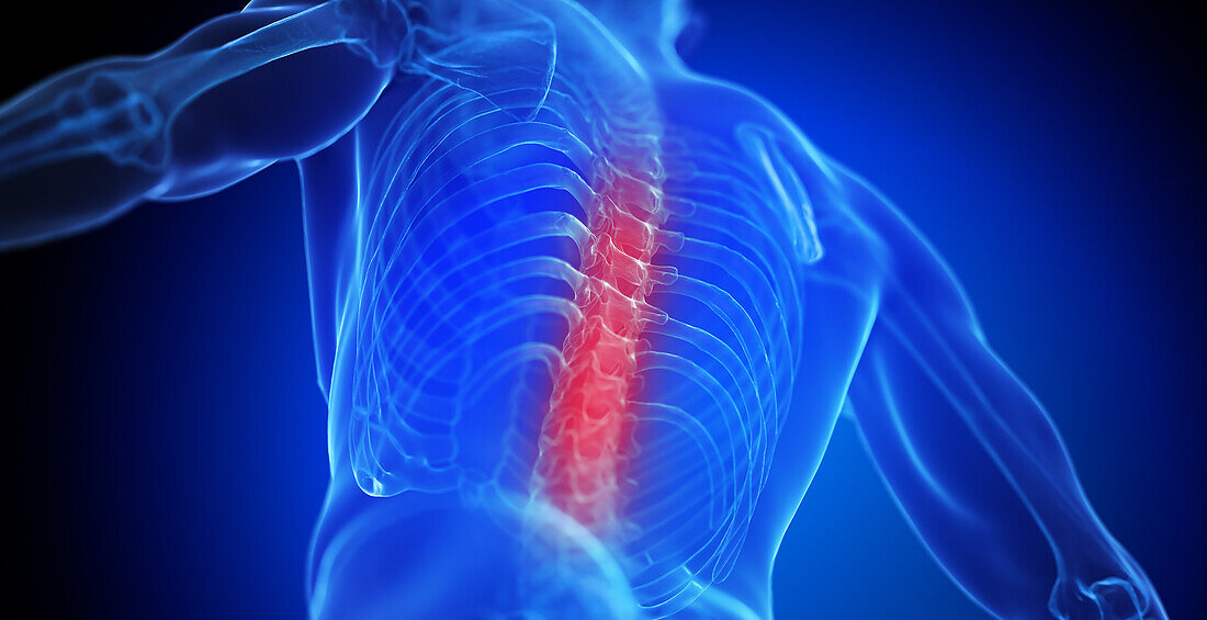 Male thoracic spine, illustration